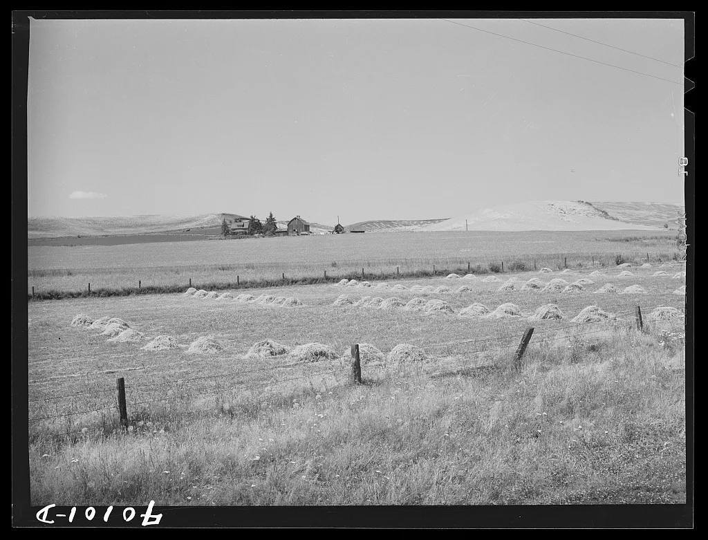 Barley in the shock. Whitman County, Washington, 1941