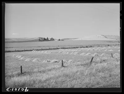 Barley in the shock. Whitman County, Washington, 1941