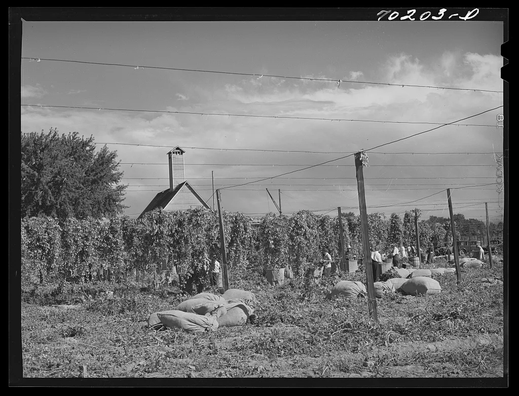 Hop field being picked. Yakima County, Washington, 1941