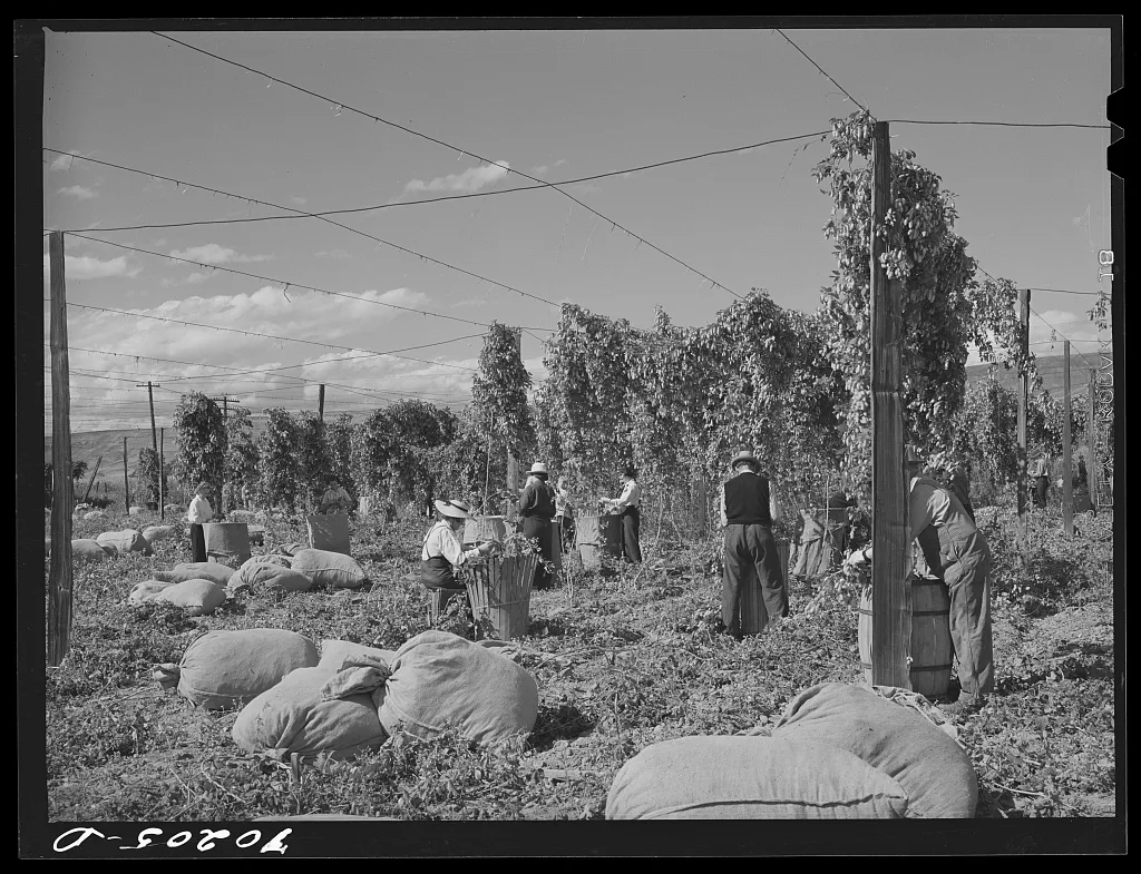 Hop pickers. Yakima County, Washington, 1941