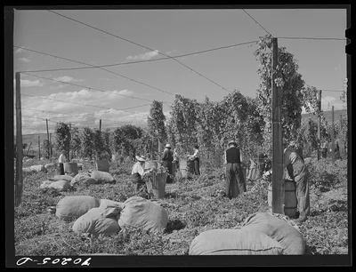 Hop pickers. Yakima County, Washington, 1941