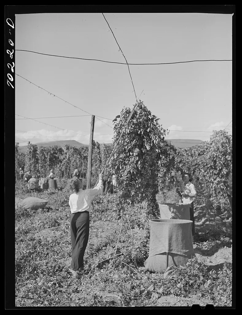 Pulling down vines in hop field. The hops or burns are then picked…, Washington, 1941