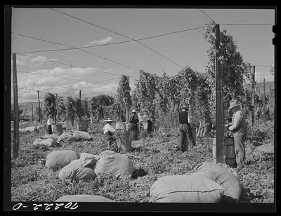 Hop pickers. Yakima County, Washington, 1941