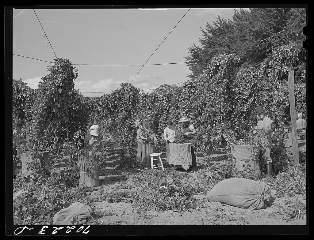 Hop pickers. Yakima County, Washington, 1941