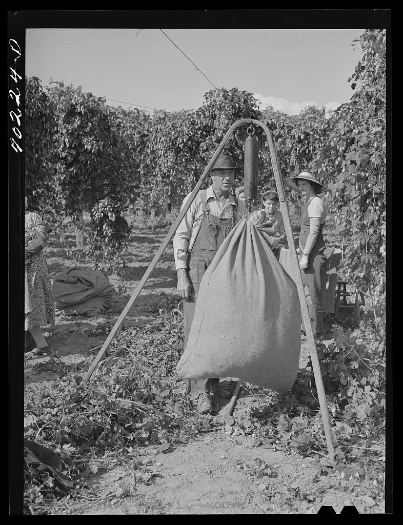 Weighing in sacks of hops. Yakima County, Washington, 1941