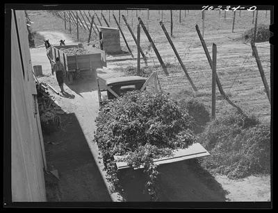 Bringing hop vines into stationary-type mechanical hop pickers.…, Washington, 1941