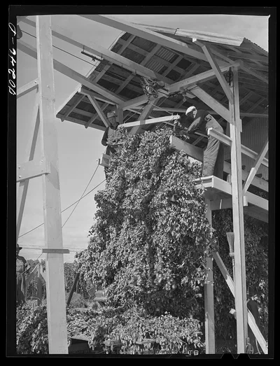 Hop vines going in stationary-type mechanical picker. Yakima County,…, Washington, 1941