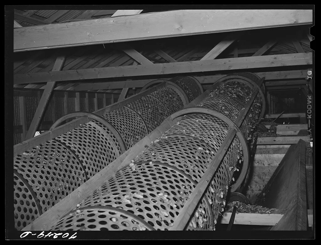 Rollers used in stationary-type mechanical hop picker. Yakima County,…, Washington, 1941