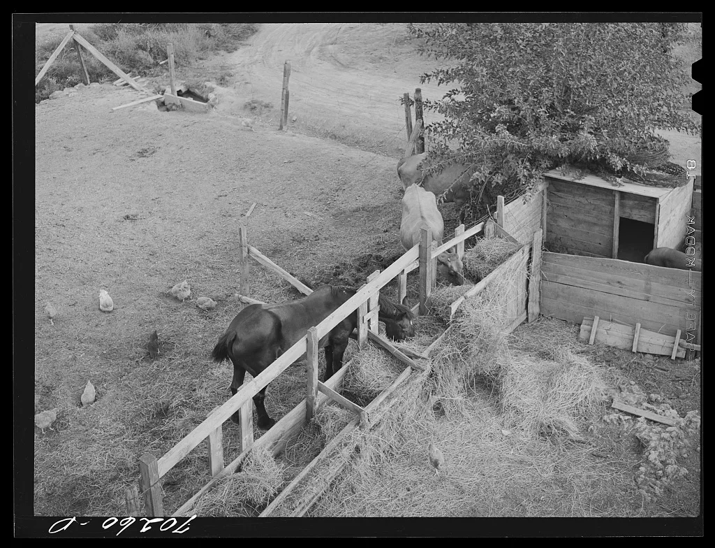 Barnyard scene. Yakima County, Washington, 1941