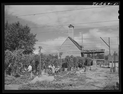 Hop pickers. Yakima County, Washington, 1941