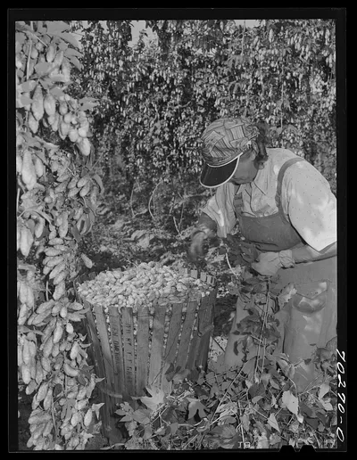 Hop picker with her basket. Yakima County, Washington, 1941