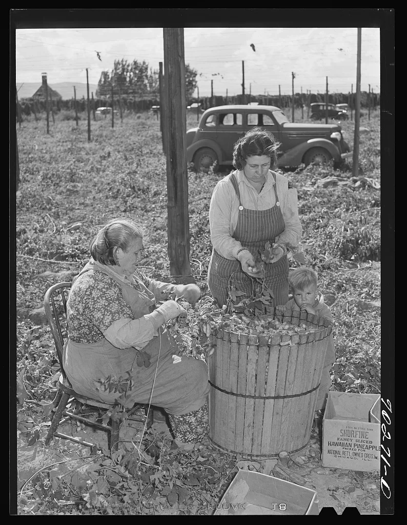 Hop pickers. Yakima County, Washington. These are local people, 1941