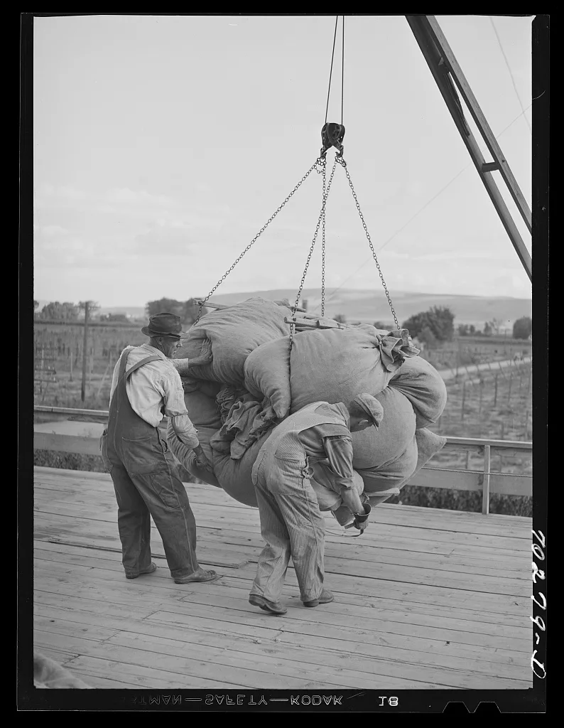 Sacks of green hops are hoisted to kiln platform. Yakima Washington, 1941