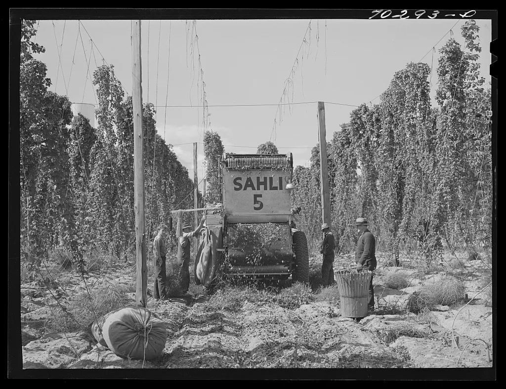 Portable-type mechanical hop picker in the field. Yakima County,…, Washington, 1941