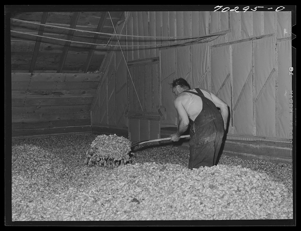 Green hops are spread thirty-two inches deep in the drying room of…, Washington, 1941