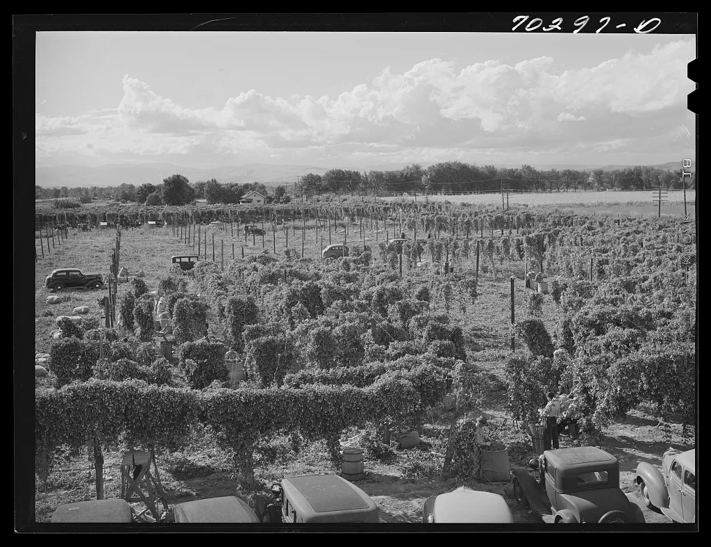 Hop field. Yakima County, Washington, 1941