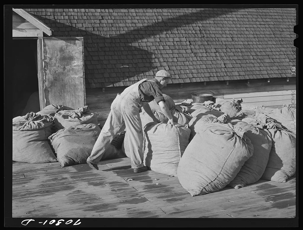Sacks of green hops on platform of kiln. Yakima County, Washington, 1941