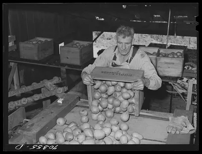 Dumping freshly-picked pears into chute which leads to washing vats.…, Oregon, 1941