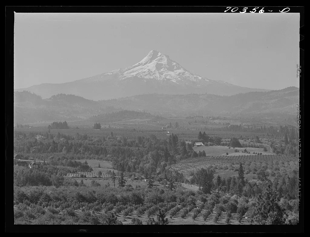 Orchards in Hood River Valley. Mount Hood in background. Oregon, 1941