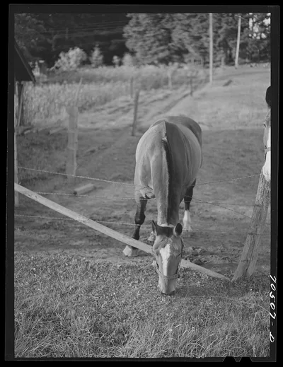 The grass is always greener on the other side of the fence. Clackamas…, Oregon, 1941