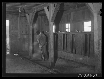 Lee Wagoner sweeps up his milking barn. Black Canyon Project, Canyon…, Idaho, 1941