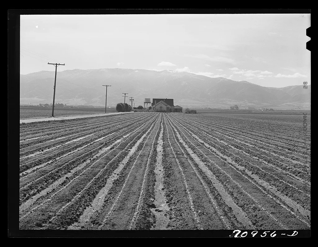 Salinas, California. Young lettuce, 1941