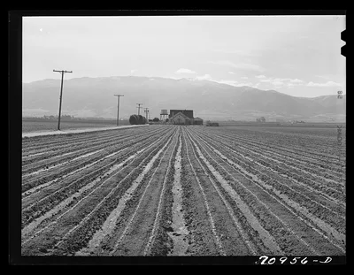 Salinas, California. Young lettuce, 1941