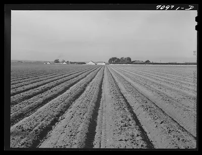 Salinas River Valley, California. Lettuce land, 1941