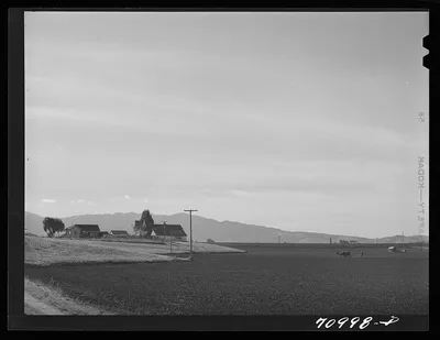 Monterey County, California. Harrowing a field in river valley land…, 1941