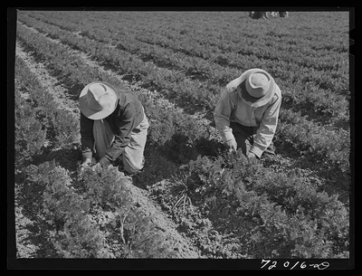 Weeding carrots. Imperial County, California, 1942
