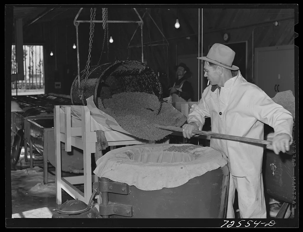 Salinas, California. Treated and rinsed guayule seed is placed in…, 1942