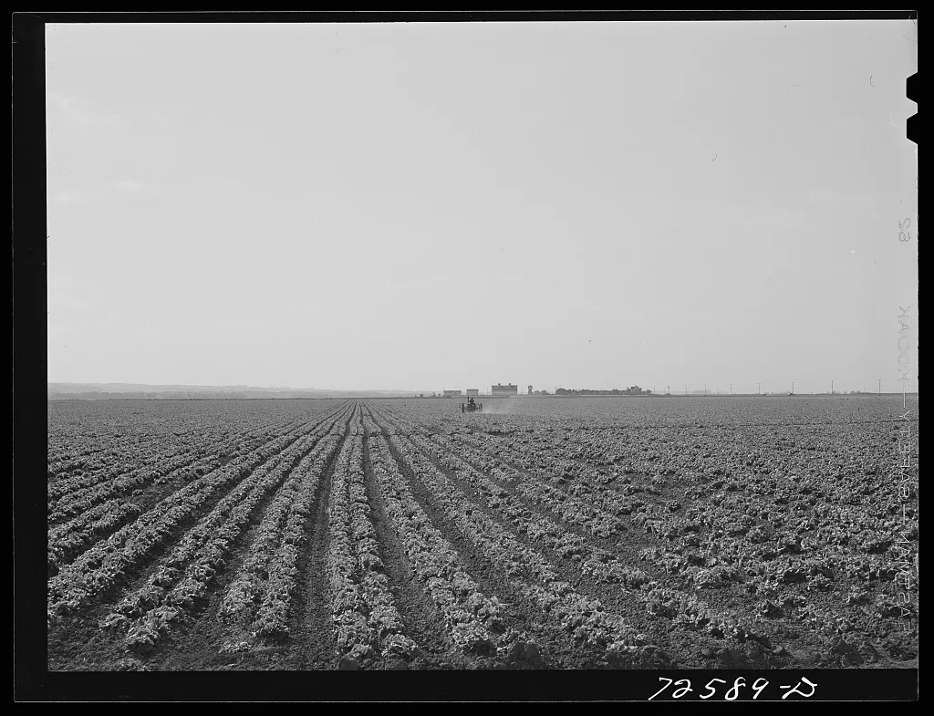 Monterey County, California. Field of lettuce, 1942