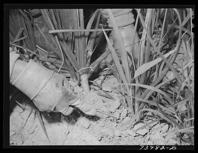 Twin Falls County, Idaho. Weeding onions, 1942
